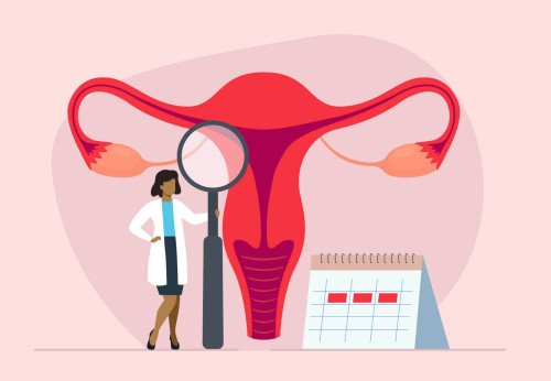 A menstruációs ciklus szakaszai és jellemzői